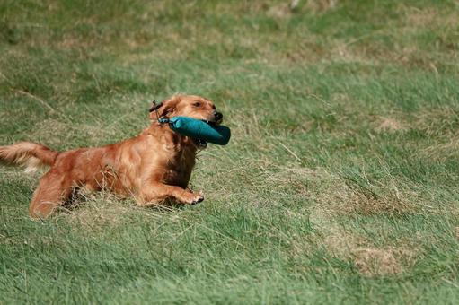 The Retrievers The Retrieversの写真