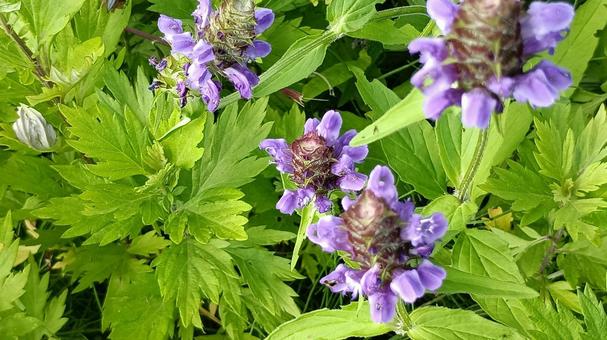 道端に咲くサルビア 道端に咲くサルビア サルビア,花,植物の写真素材