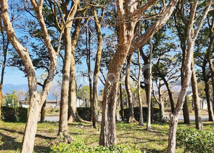 公園の木 自然,公園,樹木の写真素材