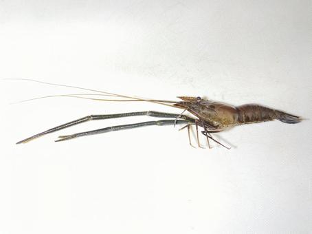 テナガエビ テナガエビ,エビ,海老の写真素材