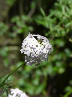 草むらでボール状に咲いたバーベナ 草むらでボール状に咲いたバーベナ バーベナ,花,植物の写真素材
