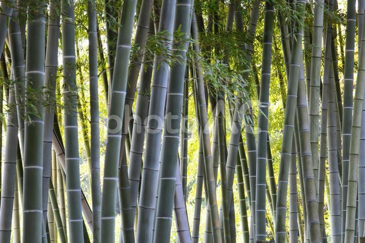 幻想的な美しさで人々を魅了する竹林 竹林,緑,癒しの写真素材
