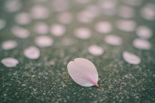 コンクリートに落ちる桜の花びら コンクリートに落ちる桜の花びらの写真