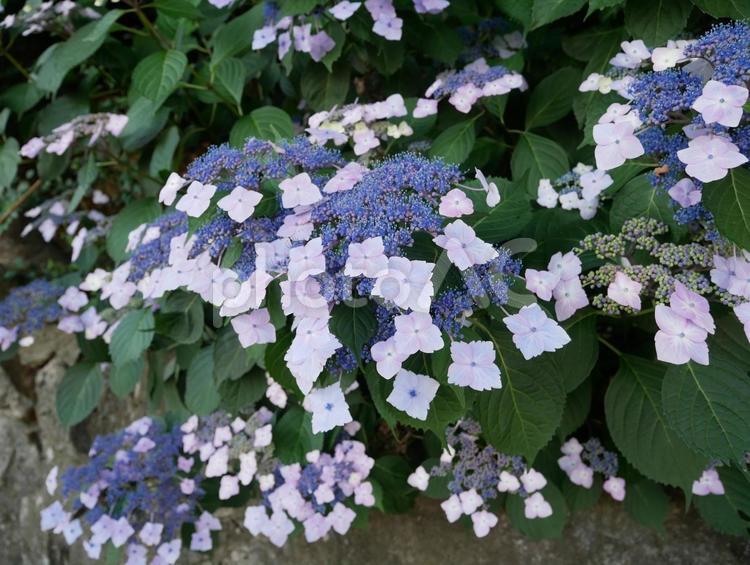あじさい　hydrangea アジサイ,あじさい,紫陽花の写真素材