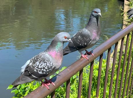 公園の手摺りに佇むハト(近影) 公園の手摺りに佇むハト(近影)の写真