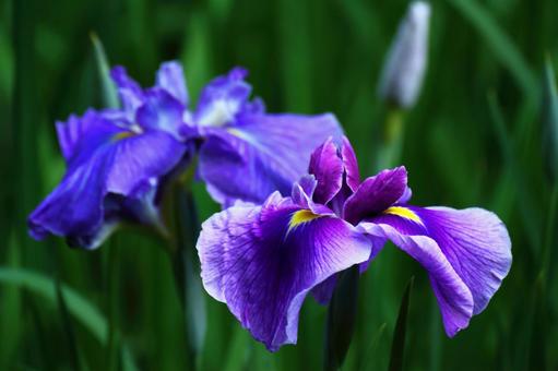 江戸の香を今に伝える 植物,花,花菖蒲の写真素材