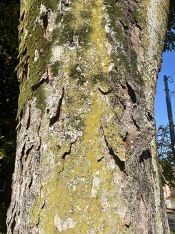 木　樹皮 自然,ズーム,樹皮の写真素材