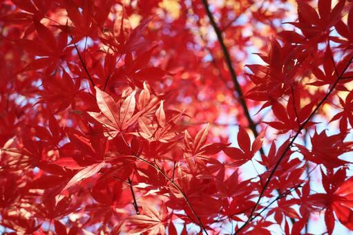 満開の紅葉 秋,赤,11月の写真素材