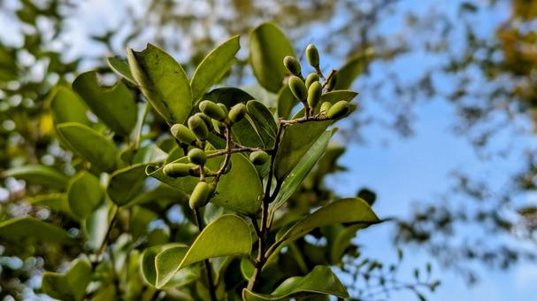 蕾のような木の実 蕾,木の実,木の写真素材