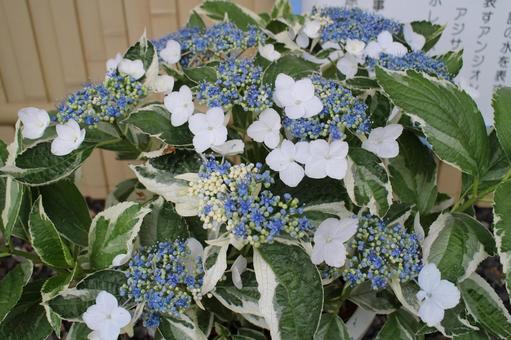 紫陽花2 紫陽花,あじさい,アジサイの写真素材