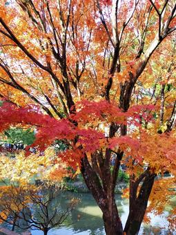 もみじ もみじ,紅葉,秋の写真素材