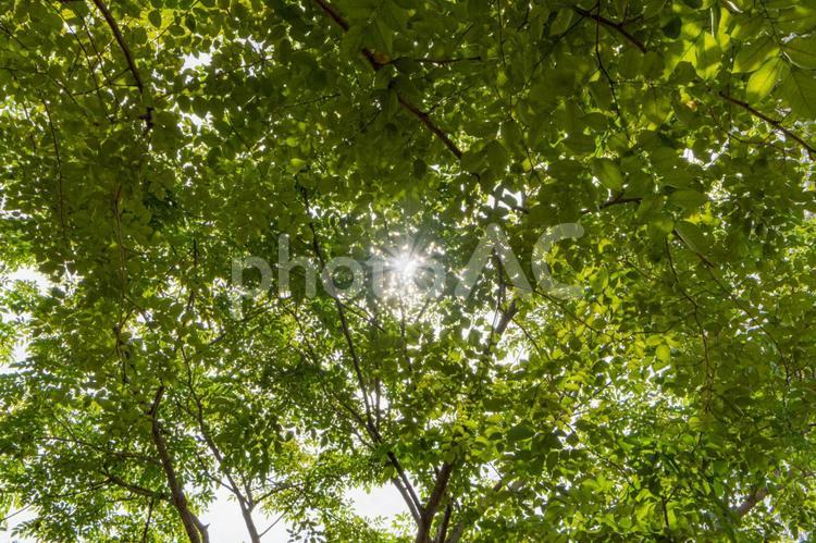 緑・光・太陽・木漏れ日2 緑,林,光の写真素材