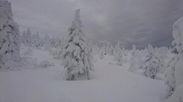 山形県蔵王 樹氷 山形県蔵王 樹氷 樹氷,曇,雪の写真素材
