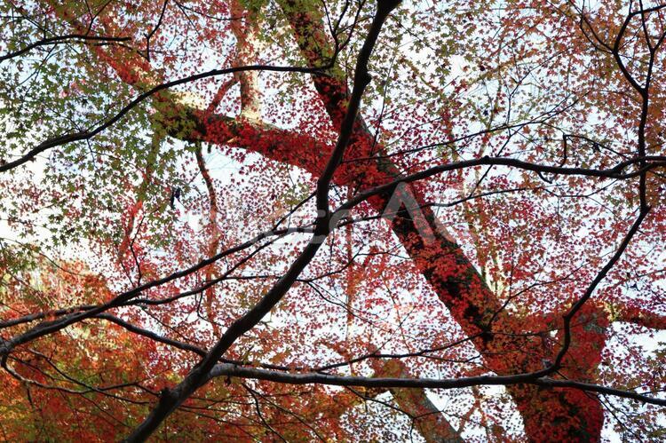 見上げると紅葉 (物語),もみじ,バックグランドの写真素材