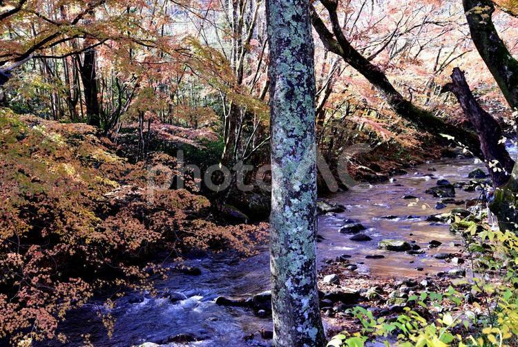 花貫渓谷の紅葉（北茨城） 秋,紅葉,渓谷の写真素材