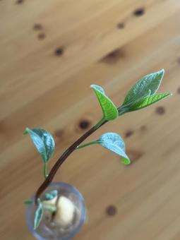 アボカド アボカドの写真