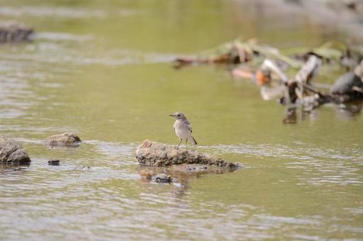 水辺の鳥さん♪ 水辺の鳥さん♪ 鳥,どうぶつ,いきものの写真素材