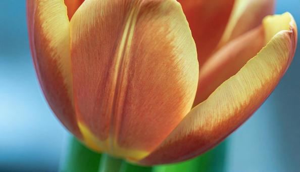 一輪のチューリップの花 一輪のチューリップの花の写真