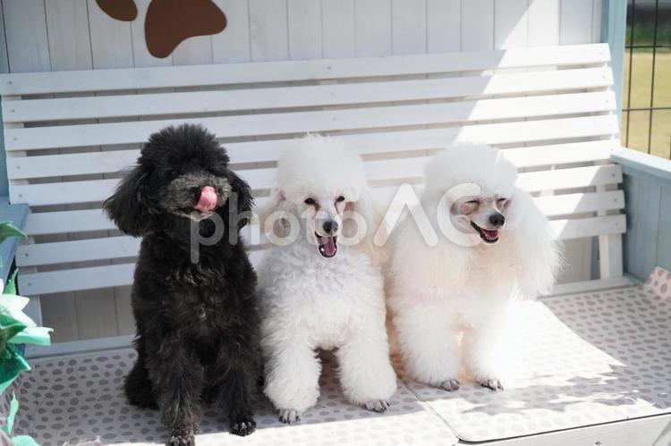 プードル３兄弟　お座り　舌だし笑顔 犬,プードル,３兄弟の写真素材