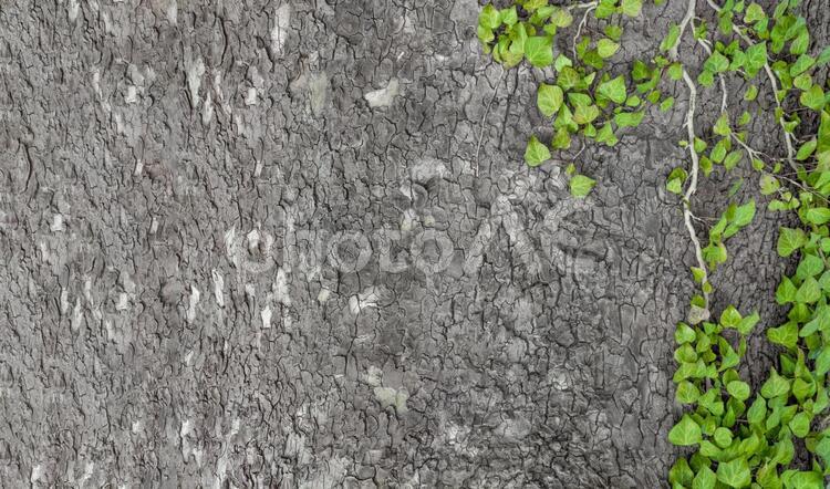 樹木と葉シックな背景　1618R 葉,緑,茶色の写真素材