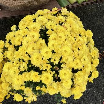 花★ポットマム（洋菊） ポットマム,洋菊,菊の写真素材