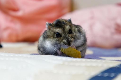 かぼちゃを食べるハムスター かぼちゃを食べるハムスターの写真