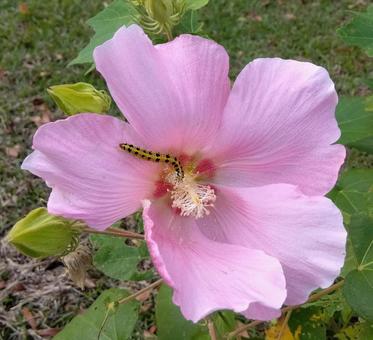 フヨウの花とフタトガリアオイガ フヨウの花とフタトガリアオイガ フヨウ,ピンク,フタトガリアオイガの写真素材