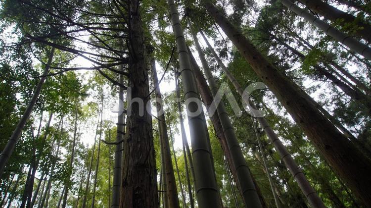 針葉樹と竹の林 針葉樹,竹,林の写真素材