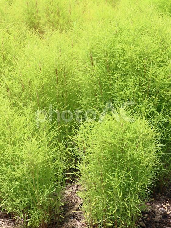植物　緑のコキア コキア,植物,緑の写真素材