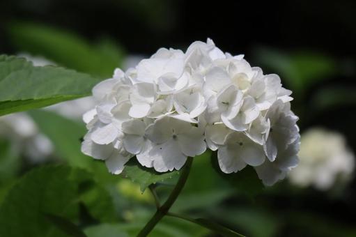 Close-up of a white hydrangea flower, JPG