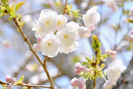 白い八重桜の白妙 八重桜,白妙,桜の写真素材