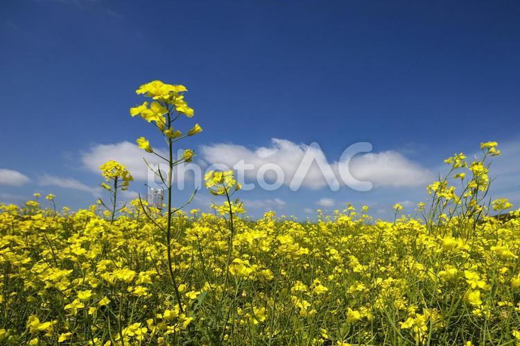 黄色いじゅうたんの菜の花畑 菜の花畑,観光地,コピースペースの写真素材