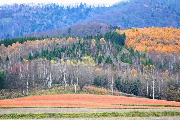 「本日立秋残暑お見舞い申し上げます」 北海道,晩秋,自然の写真素材