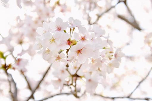 桜の花 桜の花の写真