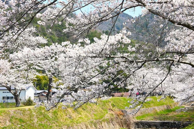 川沿いのさくら 自然,川,空の写真素材