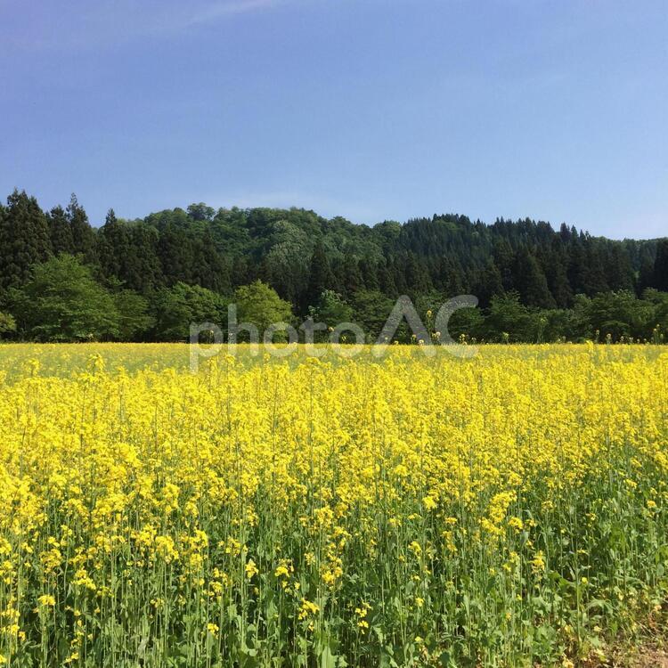 菜の花畑 山,春,田舎の写真素材