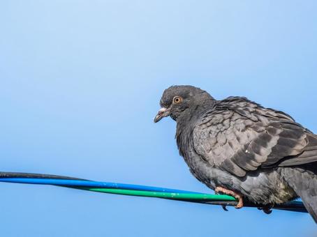 電線にとまるドバト 電線にとまるドバト ドバト,カワラバト,動物の写真素材