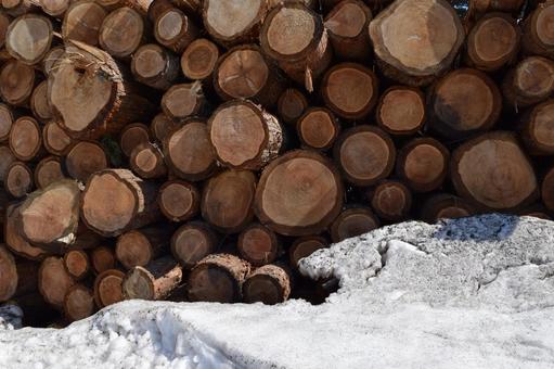 切り出された杉の丸太 降雪風景 杉の丸太,丸太,杉の木の写真素材