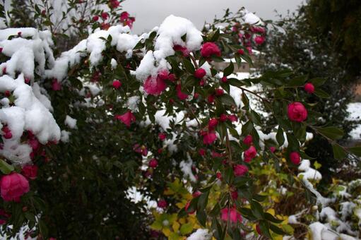 ツバキと雪 ツバキ,雪,ピンクの写真素材