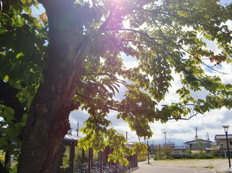 緑の葉-2 緑の葉-2 緑の葉,木,幹の写真素材