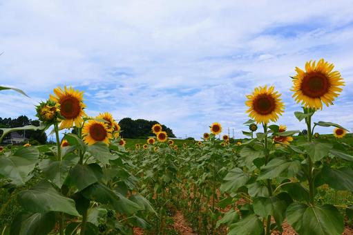 ひまわり畑２の写真