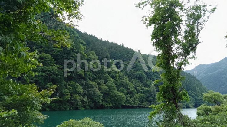 新緑の風景 新緑,みどり,グリーンの写真素材