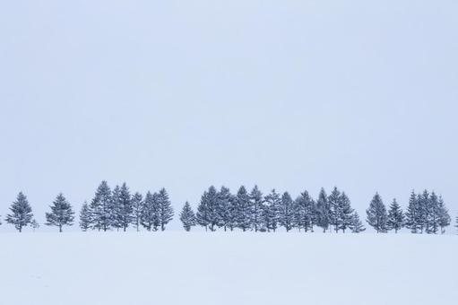 雪降りの木々と雪原 雪降りの木々と雪原の写真