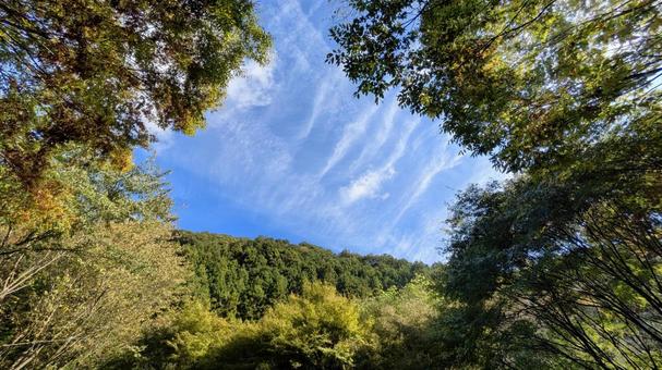 木立の窓 木立の窓の写真
