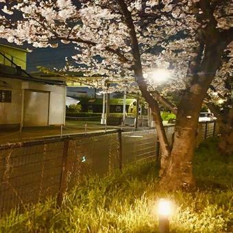 桜 C 桜 Cの写真
