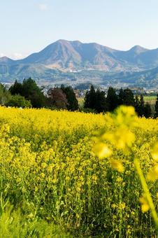 250504飯山市菜の花公園 長野県,飯山市,菜の花公園の写真素材