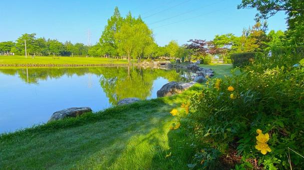 朝の北部公園（金沢市）：15 公園,春,夏の写真素材