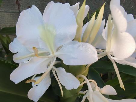 ジンジャー ジンジャー ジンジャーの花,ジンジャー,花の写真素材