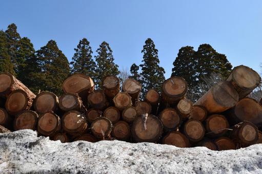 切り出された杉の丸太 降雪風景 杉の丸太,丸太,杉の木の写真素材