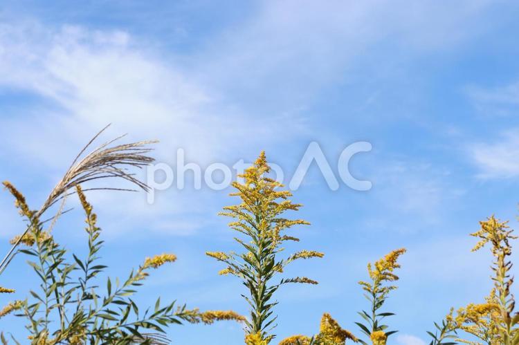秋空に向かって仲良く伸びる背高泡立草と芒 背高泡立草,セイタカアワダチソウ,芒の写真素材